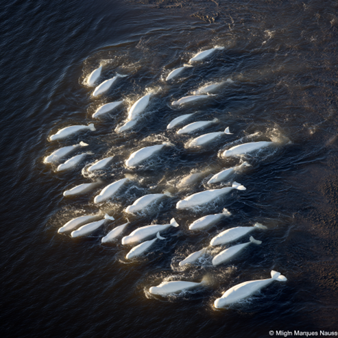 Group of beluga whales