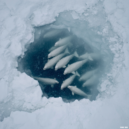 Belugas in ice conditions