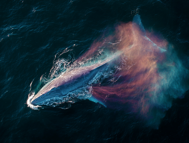 Blue Whale with dolphins