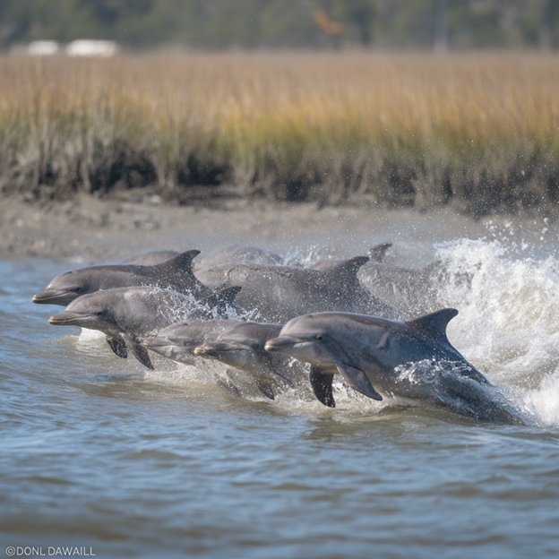 Bottlenose dolphins social group