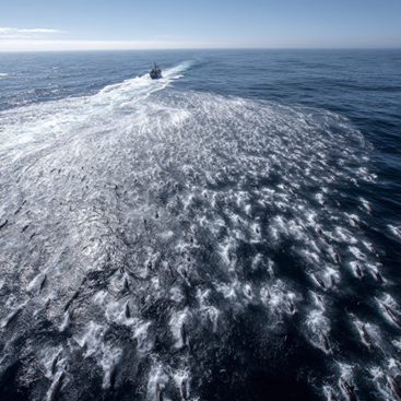 Common dolphins bow-riding