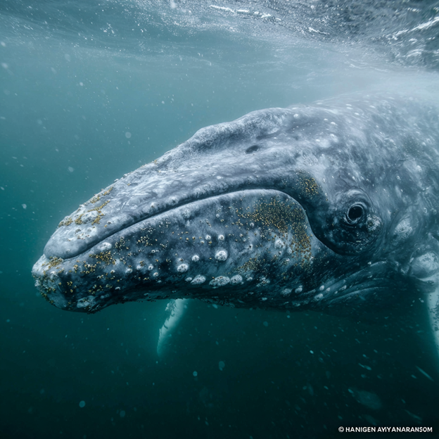 Gray whale breaching during migration