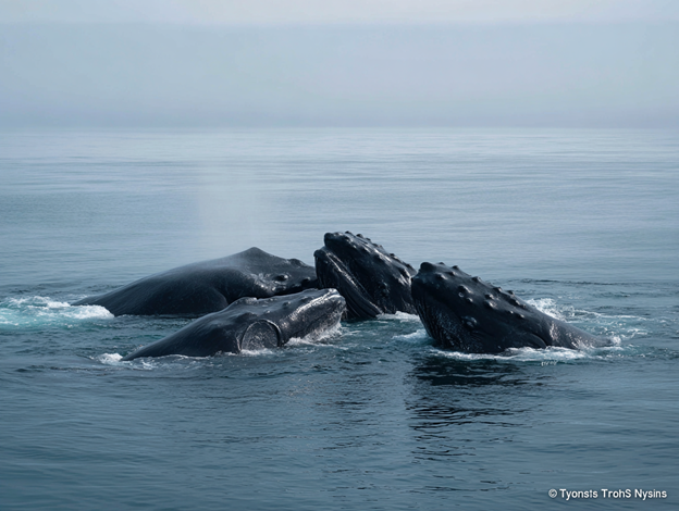 North Atlantic Right Whale feeding