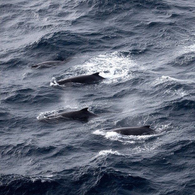 Pod of Pygmy Right Whales