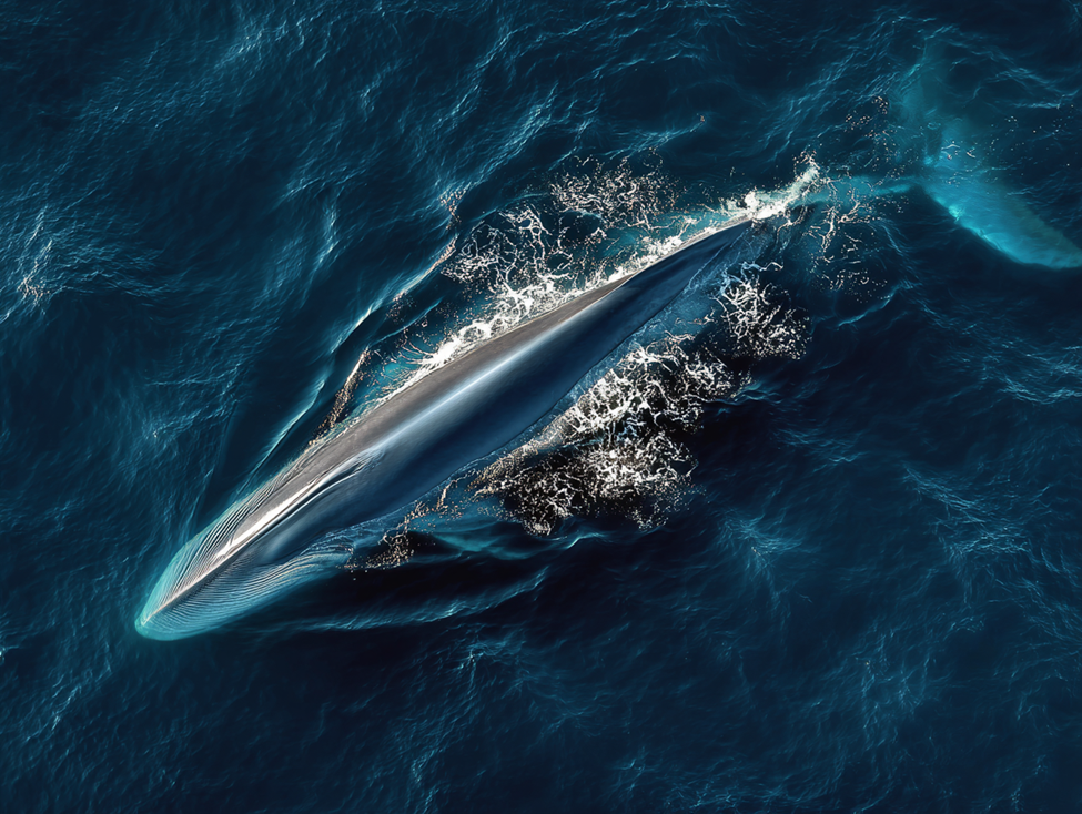 Sei Whale profile