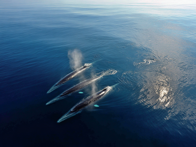 Sei Whales in the ocean